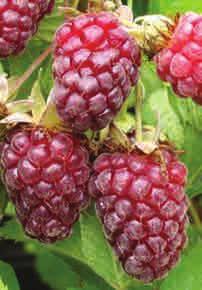 Malinoostružina Tayberry Maliník žlutý Fallgold stáleplodící, balený 59,-