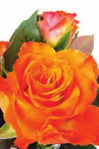 Růže pnoucí Abraham Darby Růže pnoucí Abraham Darby 69,- Keř plný jemných,