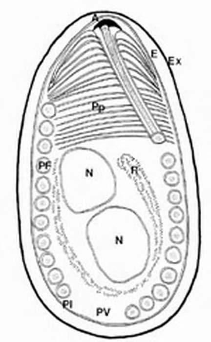 sporu nosemy,