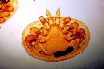 VARROÁZA Původce: roztoč Varroa destructor (dříve Varroa jacobsoni)