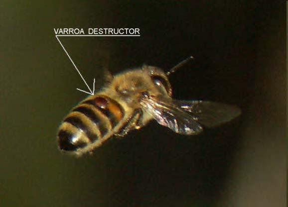 VARROÁZA Původce: Šíření: roztoč Varroa