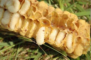 VARROÁZA Původce: roztoč Varroa destructor Rozmnožování ve včelstvu: oplozená samička zaleze do plodové buňky, nechá se zavíčkovat, naklade několik