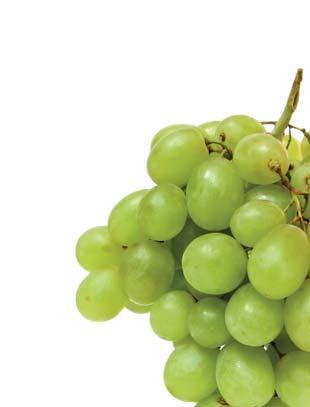 okolních vinařských obcí. Degustace a hodnocení předložených vzorků bylo provedeno v pátek 2.