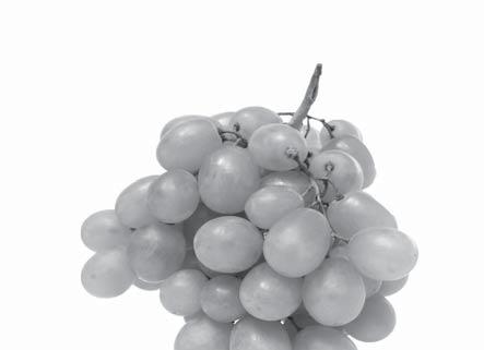 POČET VZORKŮ PODLE ODRŮD: Červené odrůdy Bílé odrůdy CS Cabernet Sauvignon 15 Hib Hibernal 5 CM Cabernet Morávia 5 Cha Chardonnay 16 FR Frankovka 30 MM Muškát moravský 12 PM Portugalské modré 6 MT