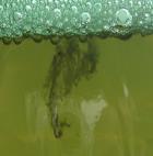 nápoje: kvasinky Ovocné šťávy: Lactobacillus spp., Leuconostoc spp.