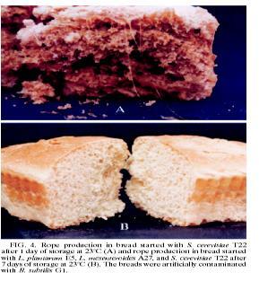 KVAŠENÍ (KYSÁNÍ) III Smíšení kvašení nekyselých konzerv BOMBÁŽE: Clostridium thermosaccharolyticum Bacillus spp., Proteus spp.