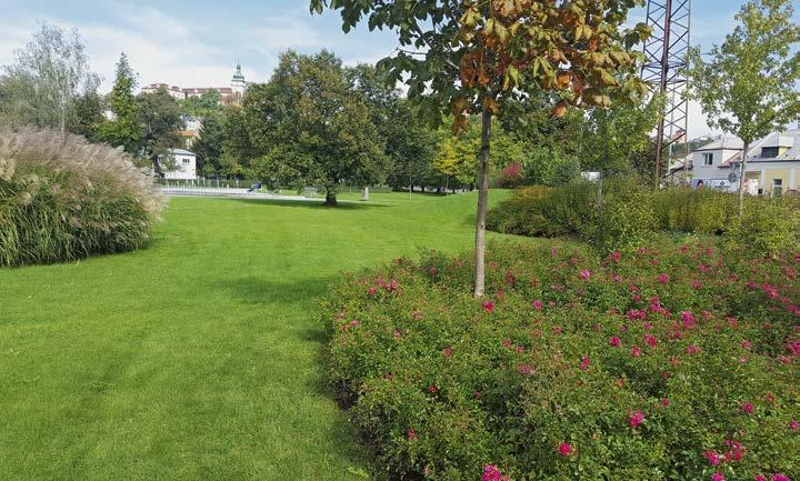 Vzácnější, bělověžská linie zubra evropského, která je rovněž na pastvině u Benátek nad Jizerou, pochází dokonce z pouhých pěti zakladatelů. V současnosti žije na světě zhruba pět a půl tisíce zubrů.
