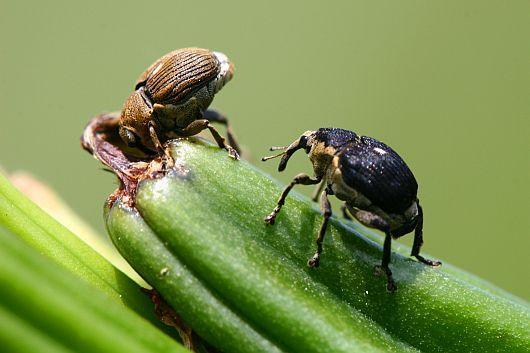 pseudacorus) k. sibiřský (I.