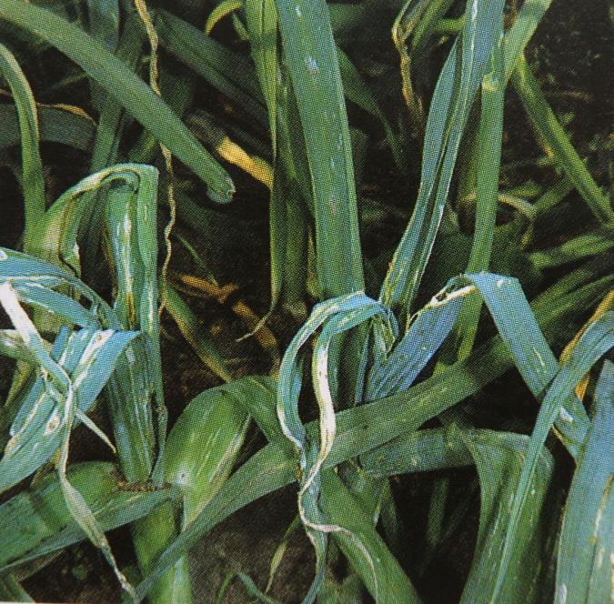 Molík česnekový (Acrolepiopsis assectella) vykousané listy