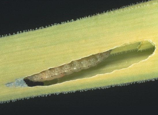Molík česnekový (Acrolepiopsis assectella) přezimují imaga v květnu kladou vajíčka housenky šedozelené s