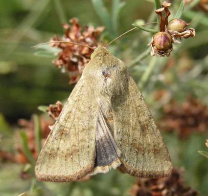 Černopásky (Heliothis) bionomie