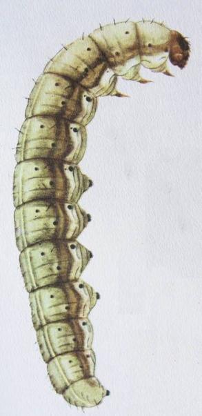 instar housenek má 4,5 cm v rozpětí typické paličkovité