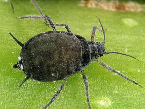 Hemiptera Aphidoidea (Mšice) - heterogonie