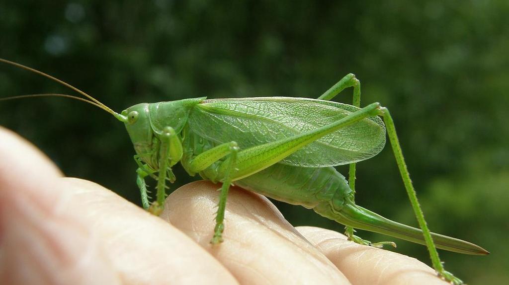 klíšťky Orthoptera samice