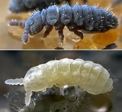 Nepřímý vývoj Collembola larvy podobné dospělcům, 4-5