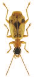Soubor map rozš íření druhu Demetrias imperialis (Germar, 1824) (Coleoptera: Carabidae) v České republice) povováni za jednu z nejvýznamnějších bioindikačních skupin organismů (např.