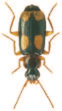 Soubor map rozš íření druhu Dromius quadrimaculatus (L., 1758) (Coleoptera: Carabidae) v České republice) povováni za jednu z nejvýznamnějších bioindikačních skupin organismů (např.