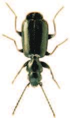 Soubor map rozš íření druhu Microlestes minutulus (Goeze, 1777) (Coleoptera: Carabidae) v České republice) povováni za jednu z nejvýznamnějších bioindikačních skupin organismů (např.