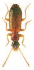 Soubor map rozš íření druhu Paradromius linearis (Olivier, 1795) (Coleoptera: Carabidae) v České republice) povováni za jednu z nejvýznamnějších bioindikačních skupin organismů (např.