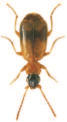 Soubor map rozš íření druhu Philorhizus sigma (P. Rossi, 1790) (Coleoptera: Carabidae) v České republice) povováni za jednu z nejvýznamnějších bioindikačních skupin organismů (např.