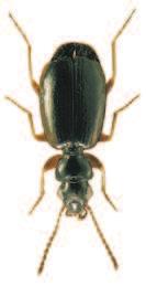 Soubor map rozš íření druhu Syntomus pallipes (Dejean, 1825) (Coleoptera: Carabidae) v České republice) povováni za jednu z nejvýznamnějších bioindikačních skupin organismů (např.