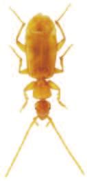 Soubor map rozšíření druhu Parazuphium chevrolatii rebli Hurka & Pulpán, 1981 (Coleoptera: Carabidae) v České republice) povováni za jednu z nejvýznamnějších bioindikačních skupin organismů (např.