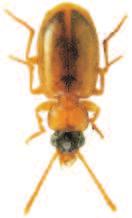 Soubor map rozš íření druhu Perigona nigriceps (Dejean, 1831) (Coleoptera: Carabidae) v České republice) povováni za jednu z nejvýznamnějších bioindikačních skupin organismů (např.