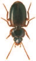 Soubor map rozš íření druhu Masoreus wetterhallii (Gyllenhal, 1813) (Coleoptera: Carabidae) v České republice) povováni za jednu z nejvýznamnějších bioindikačních skupin organismů (např.