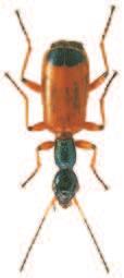 Soubor map rozš íření druhu Odacantha melanura (L., 1767) (Coleoptera: Carabidae) v České republice) povováni za jednu z nejvýznamnějších bioindikačních skupin organismů (např.