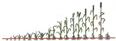 Pšenice ozimá Silwet Star 0,1 l/ha - adjuvant ke zvyšení adsorbce fungicidní účinné látky 2. Varianta - levnejší Banko 1,0 + Bounty 0,4 Bounty 0,6 - fuzariózy - rzi 2.