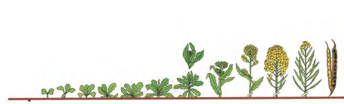 Řepka Silwet Star 0,05-0,15 l/ha adjuvant ke zvýšení adsorpce účinné látky (vyšší účinek herbicidů, fungicidů a insekticidů) Atonik 0,6 l/ha jarní regenerace Atonik 0,6 l/ha snížení napadení