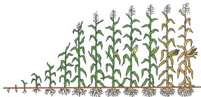 Talisma EC 1 3% skladištní škůdci Kukuřice Silwet Star 0,05-0,15 l/ha adjuvant ke zvýšení adsorpce účinné látky (vyšší účinek herbicidů, fungicidů a insekticidů) Atonik 0,6 l/ha podpora růstu za
