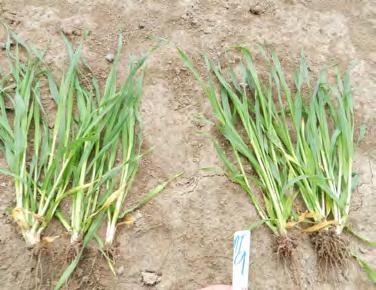 Výsledky experimentů s FORTHIALEM: Ošetření biostimulátorem v dávce 1 l/ha ve dvou pokusných letech zvýšilo výnos zrna o 2,6 q/ha (průměr 8 pokusů).