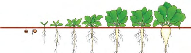 Cukrovka Silwet Star 0,1 l/ha adjuvant ke zvýšení adsorpce účinné látky (vyšší účinek herbicidů, fungicidů a insekticidů) Atonik 0,6 l/ha proti herbicidním stresům (T2 0,3; T3 0,3) Atonik 0,6 l/ha