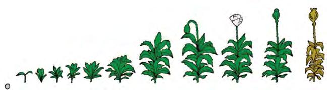 Mák setý Silwet Star 0,1 l/ha adjuvant ke zvýšení účinku herbicidů, fungicidů, insekticidů Pantera QT 1,0-1,5 - jednoleté trávy 2,25 l/ha - pýr Elastiq Ultra 0,8 l/ha omezení ztrát při sklizni Select