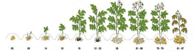 Brambory Silwet Star 0,1 l/ha adjuvant ke zvýšení účinku fungicidů Atonik 2 x 0,5 l/ha vyrovnanost hlíz, nárůst výnosu Samppi 0,5 1 l/ha doplnění živin a energie InCa 1,5 l/ha zlepšení kvality hlíz,