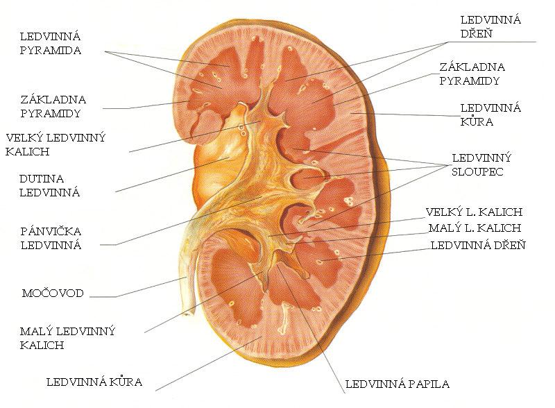 Příloha 3: Ledvina Zdroj: http://www.gvp.cz/studenti/2010/vylucovaci%20soustava/obrazek_ledviny.