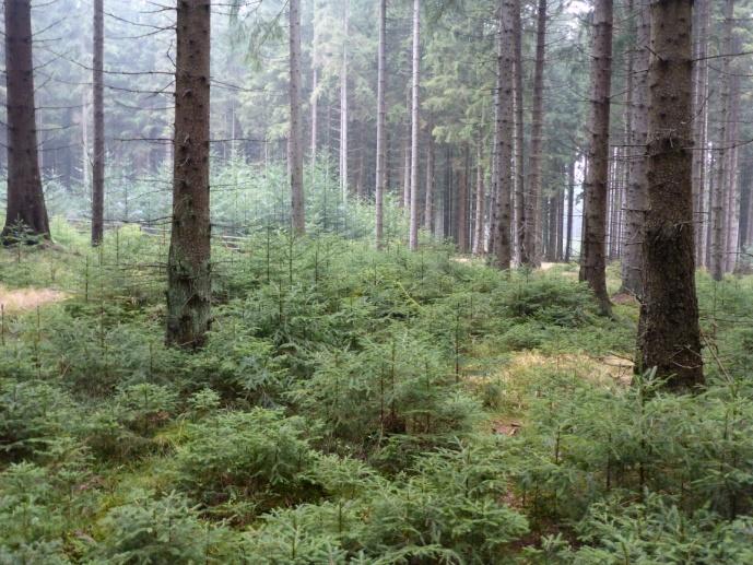 Charakter porostu porostní