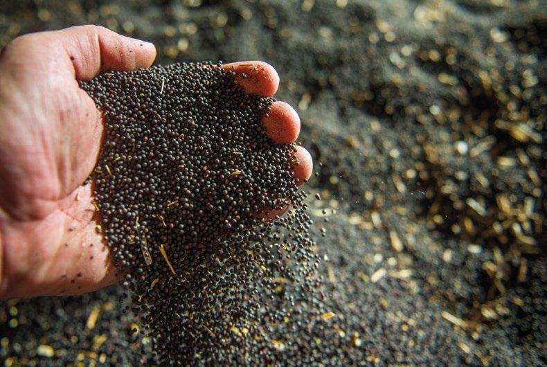 Genetická rozmanitost, kterou reprezentují odrůdy renomovaných šlechtitelských společností, jakými jsou RAGT, Bayer, Limagrain, Monsanto a Selgen, je zárukou vysoké výkonnosti a stability.