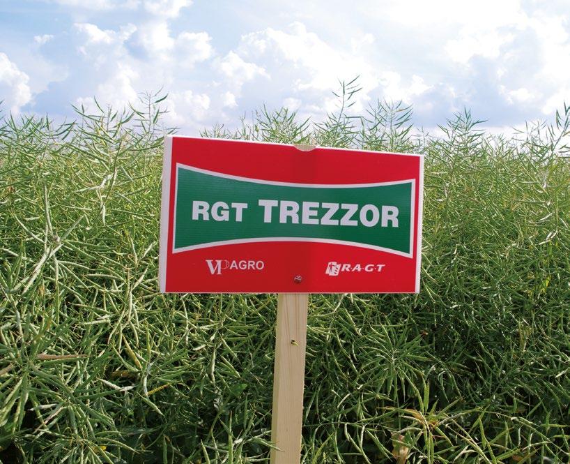 Jedná se o středně ranou hybridní odrůdu s velmi vitálním podzimním růstem, kdy výborně zvládá stresové podmínky při vzcházení.