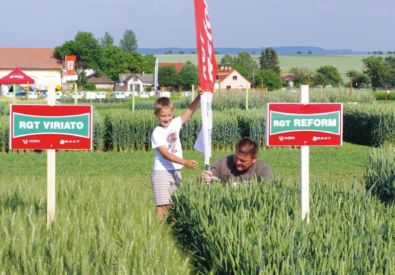 RGT DOZZEN je raný MSL hybrid nižšího, kompaktního vzrůstu, s mimořádně vysokou odolností poléhání. Odrůda má výbornou mrazuvzdornost a excelentní zdravotní stav.