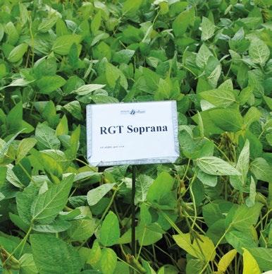 Viriato - nárůst množitelských ploch v ČR 2014 18 ha 2015 146 ha 2016 385 ha 2017 655 ha Důvodem extrémního zájmu o tuto odrůdu jsou její vlastnosti včetně výnosu, o čemž se přesvědčuje stále více
