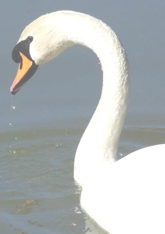 (CO