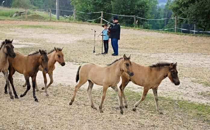 foto jana mičkalová Kmotřenec města Jilemnice Heřmánek (vzadu uprostřed) s dalšími hříbaty z Janovy hory.