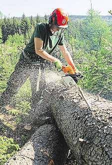 Starosti teď brouk dělá například lesníkům vrychlebských horách aspolu snimi také provozovatelům proslulých Rychlebskýchstezek,kteréjsou vyhledávané bikery z Česka i ze zahraničí.
