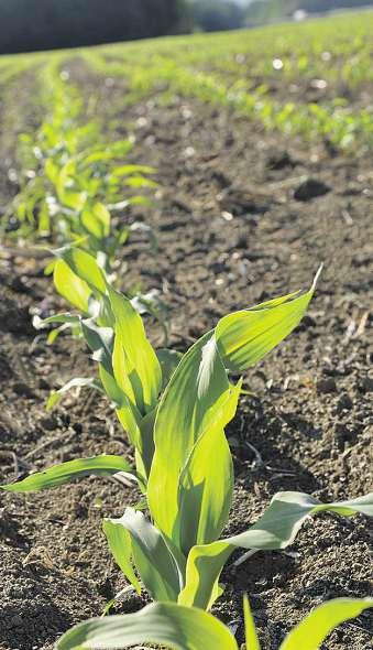 plodin. Ato natolik, že by se daly přinejmenším snížit běžně aplikované dávky pesticidů na minimum. Testy zahájili na podzim, potrvají pět let.