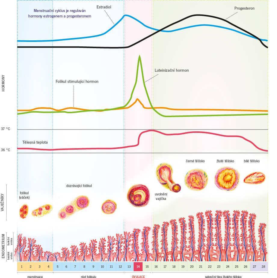 Fertilita a CKD hypogonádotropní hypogonádismus GFR 15ml/minnepravidelný cyklus estradiol progresteron FSH LH (+prodloužený plazm.