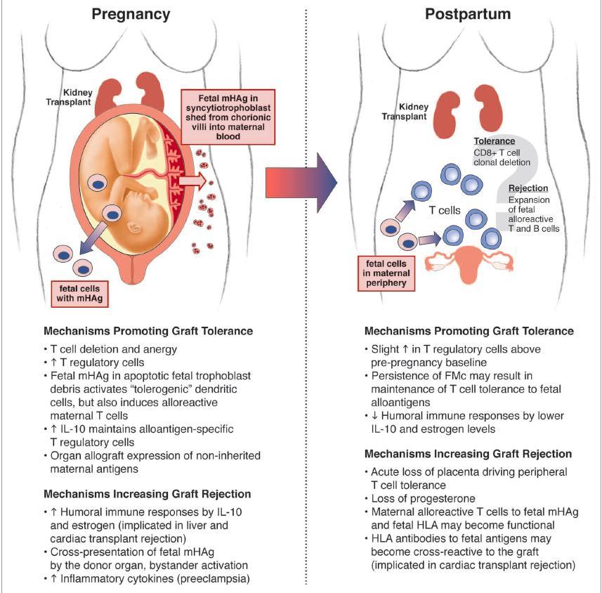 Senzitizace, alloreaktivita Pregnancy