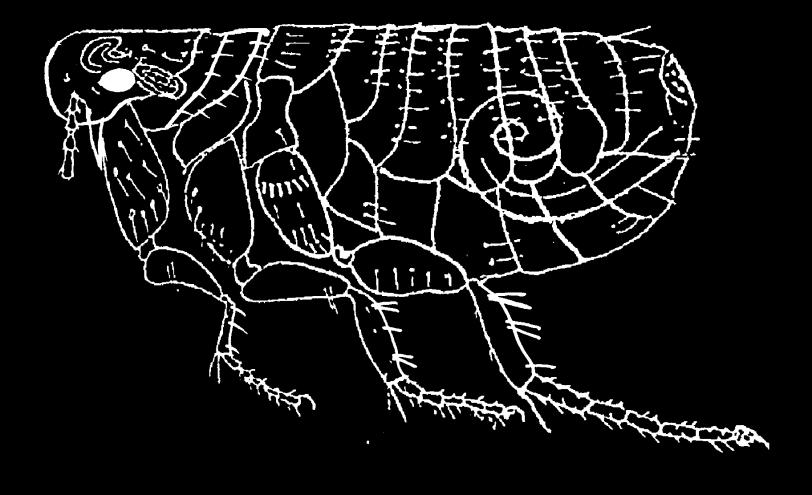 36. členovci - Arthropoda šestinozí Hexapoda hmyz (Insecta) blechy Siphonaptera Schéma tělního článku hmyzu.