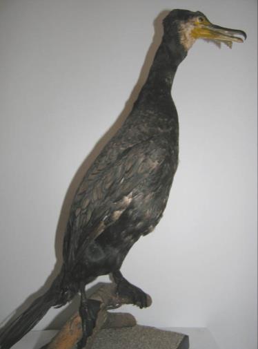 71/73 strunatci Chordata: obratlovci Vertebrata
